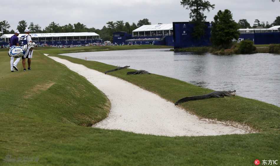 球场水塘边，一只鳄鱼悄然浮出水面，为这场人类技艺的较量增添了一丝来自原始荒野的凝视与危险气息。